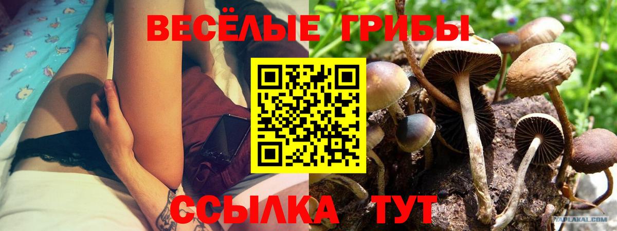 Псилоцибиновые грибы GOLDEN TEACHER Видное